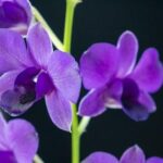 Are dendrobium orchids poisonous to dogs
