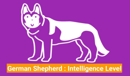 German shepherd Intelligence level