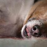 dog sleeping with tongue out