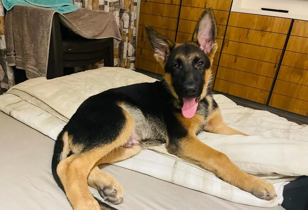German Shepherd puppy sitting on a white bedspread with tongue out and ears perked up, gazing directly at the camera