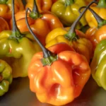 A group of habanero peppers arranged in an appealing way, with various shades of orange and red. Some of the peppers are slightly wrinkled, while others are smooth. They are all attached to a thin stem. The peppers appear to be freshly picked from a garden