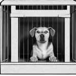 A brown and white dog with droopy ears sits inside a small metal crate, looking sad and dejected with its head lowered