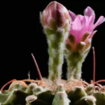 images of cactus flowers in various stages of bloom, including close-ups and different angles of the cacti and their flowers.
