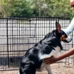 A determined and focused woman trains her medium-sized dog using a crate as part of the training process. The dog attentively watches its owner while she teaches it new commands