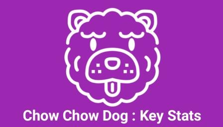 Chow Chow dog