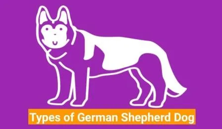 2024 Update: 7 Reasons Why to Get a Jerman Seaford Puppy Today