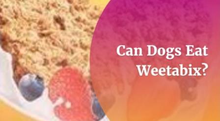 Can dogs eat Weetabix