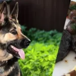 Can-dogs-eat-black-pudding
