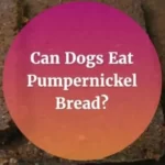 Can-Dogs-Eat-Pumpernickel-Bread