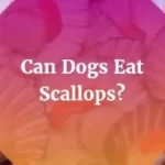 can-dogs-eat-scallops