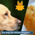 A dog and chicken nuggets