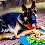 can dogs eat gyro meat