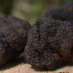 can dogs eat truffles