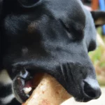 a dogs is chewing kangaroo bone
