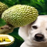 a dog and durian fruits