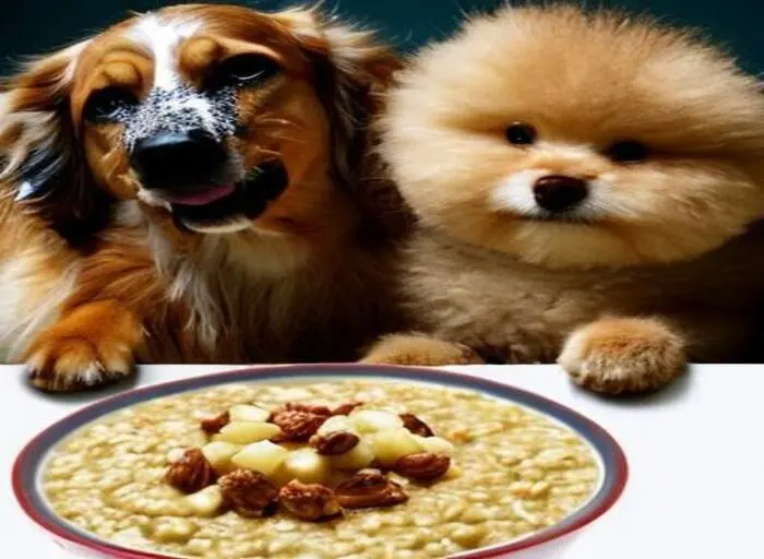 Dogs eating oat porridge