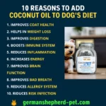 Benefits of coconut oil for dogs