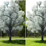 Two Bradford Pear Trees with white flowers.