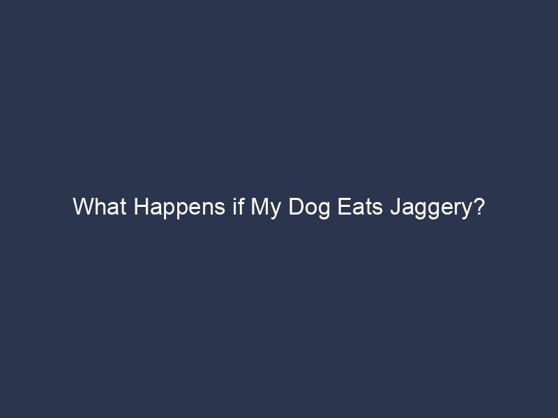 What Happens if My Dog Eats Jaggery?