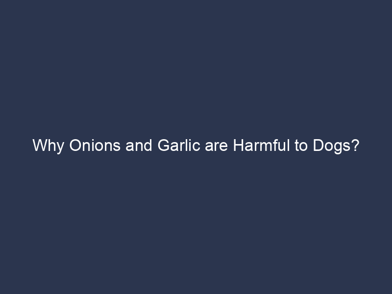Why Onions and Garlic are Harmful to Dogs?