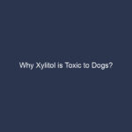 Why Xylitol is Toxic to Dogs?