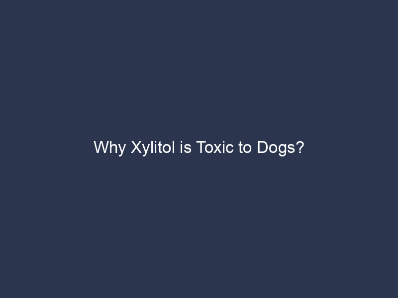 Why Xylitol is Toxic to Dogs?