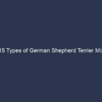 15 Types of German Shepherd Terrier Mix with Photos