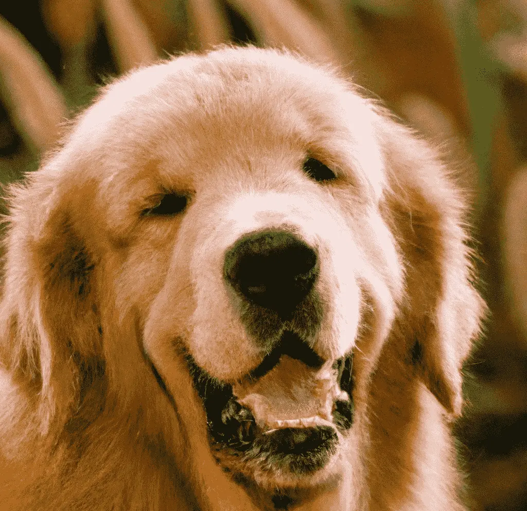 Golden retriever dog close up