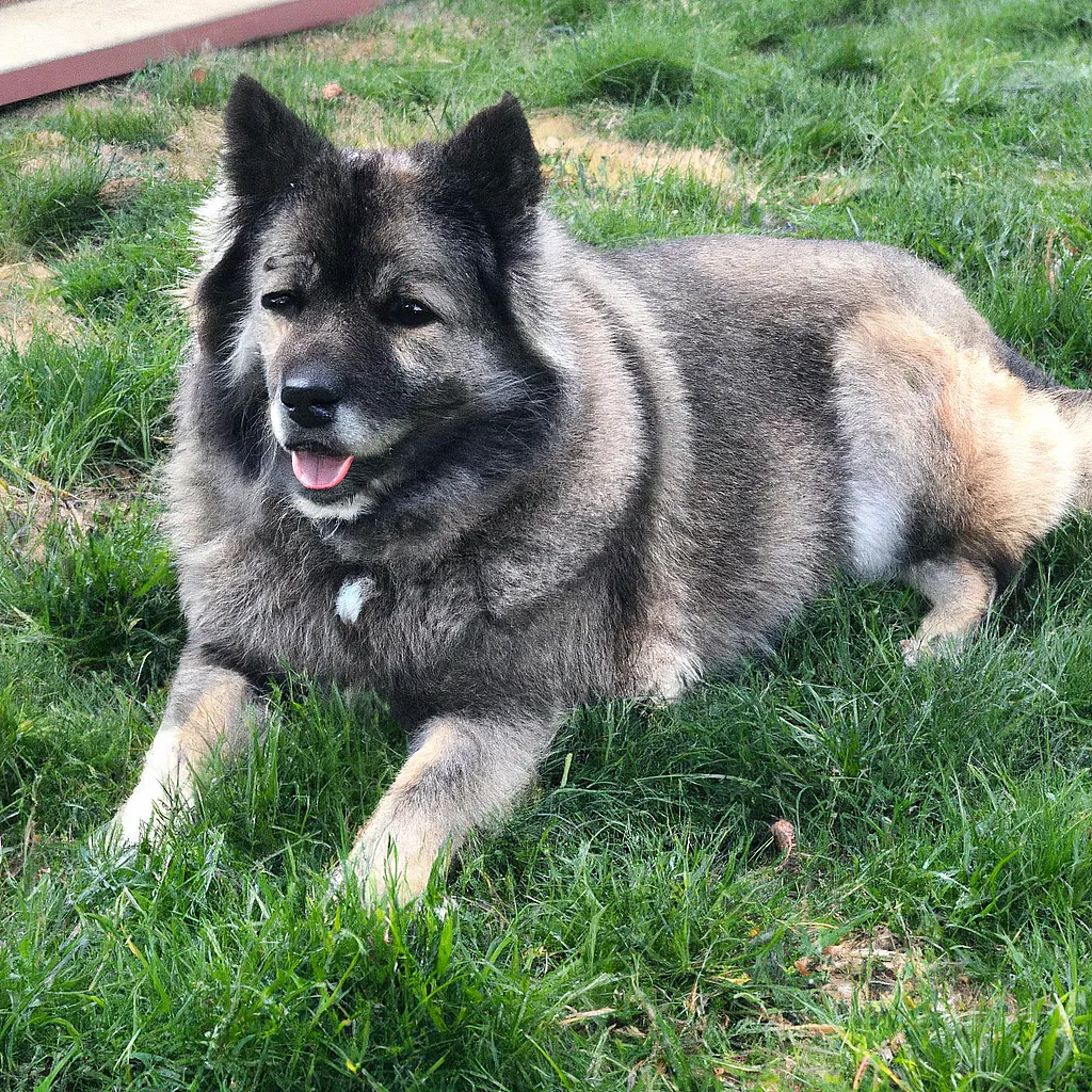 Chow-Chow-German-Shepherd-Mix