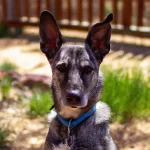 Xoloitzcuintli German Shepherd Mix