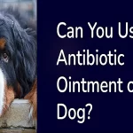 Can You use Antibiotic Ointment on Your Dog