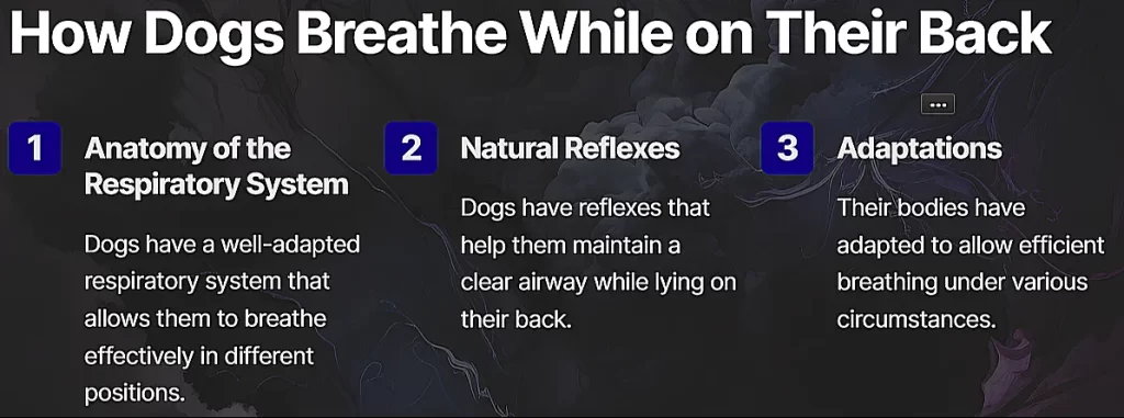 Can Dogs Breathe While on their Back?