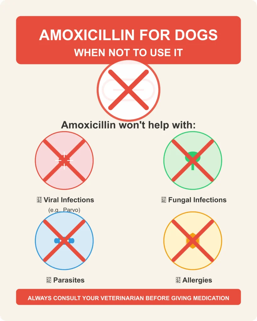 Amoxicillin for Dogs: A Vet-Approved Guide to Safe and Effective Use Amoxicillin for Dogs: A Vet-Approved Guide to Safe and Effective Use
