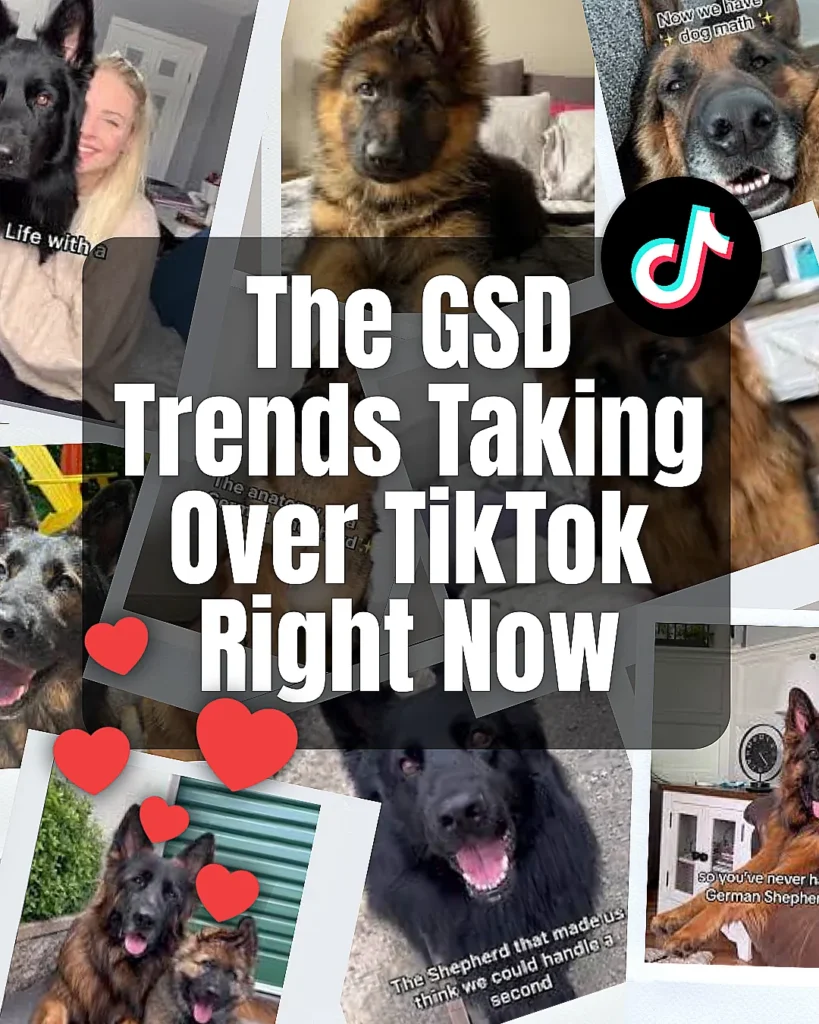 Collage of trending German Shepherd TikTok videos showing cute puppies, funny dog expressions, and loving owner moments