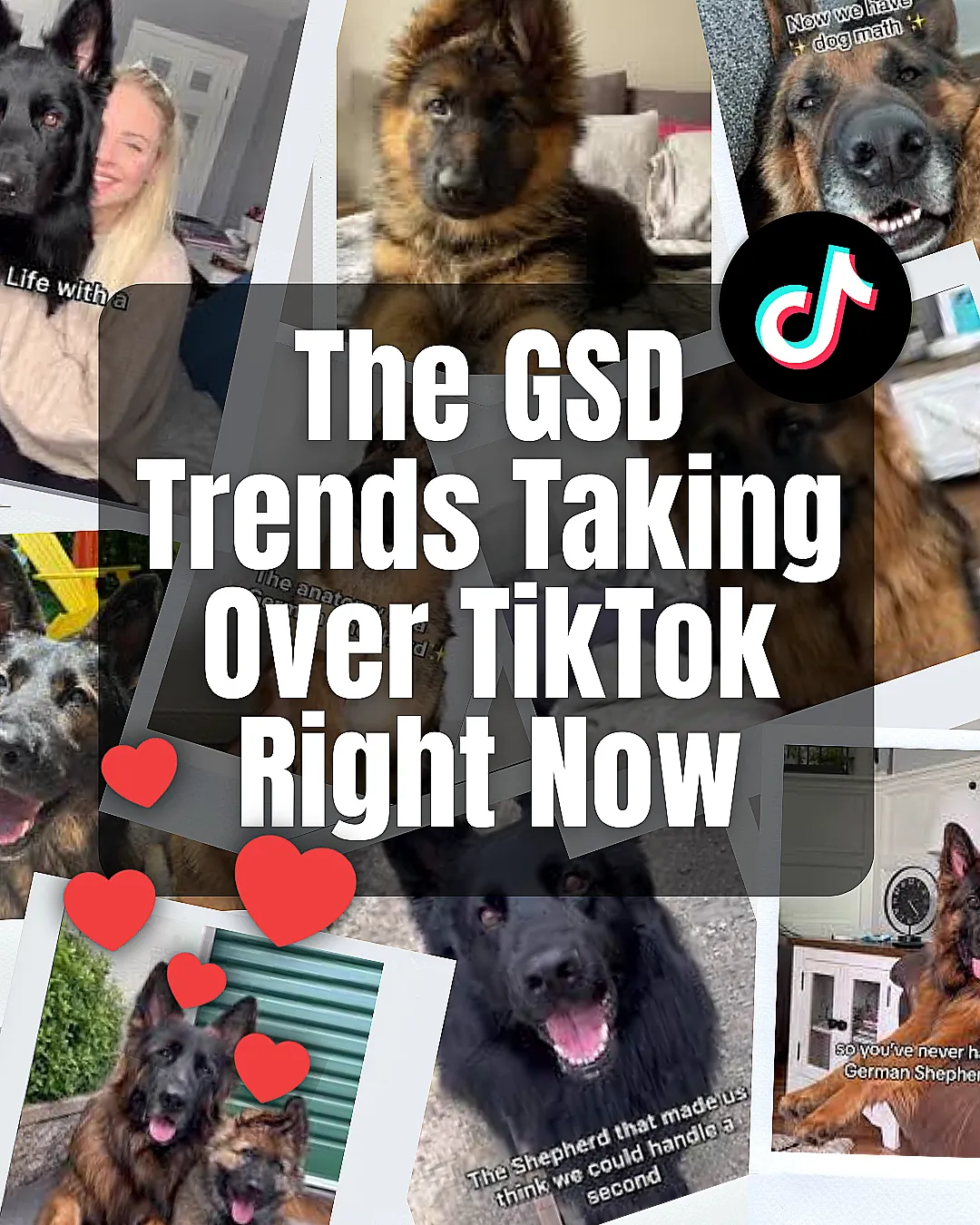 Collage of trending German Shepherd TikTok videos showing cute puppies, funny dog expressions, and loving owner moments